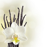Fototapeten: White Orchid 2