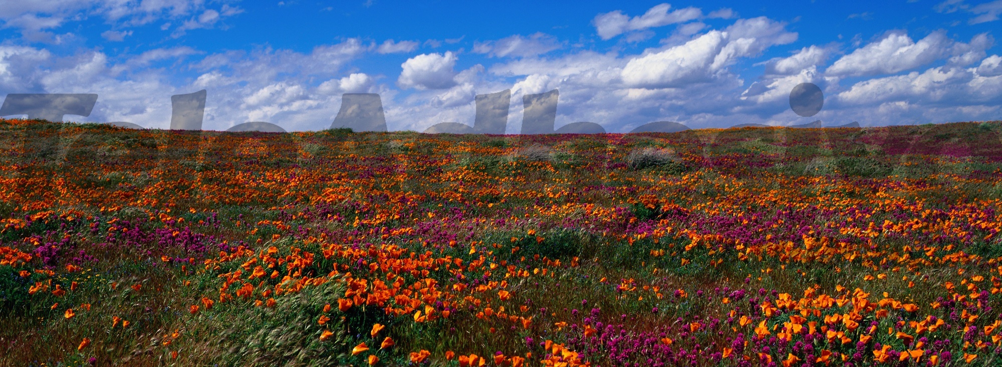 Fototapeten: Felder von Tulpen