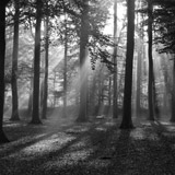 Fototapeten: Wald in Schwarz und Weiß 3