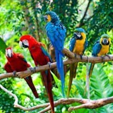 Fototapeten: Fünf Papageien 3