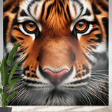 Fototapeten: Bengalischer Tiger 4