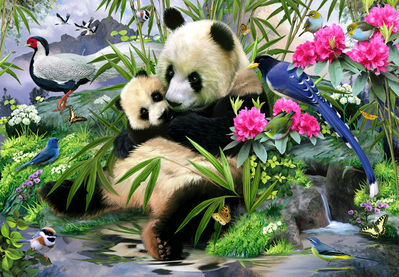 Fototapeten: Panda-Bär