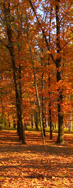 Wandtattoos: Bosque en otoño