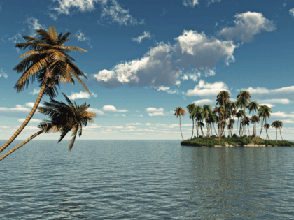 Wandtattoos: Palm Trees