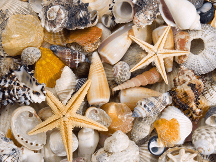 Wandtattoos: Köstlichkeiten aus dem Meer