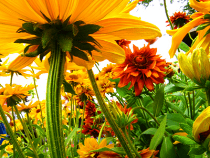 Wandtattoos: Blumen