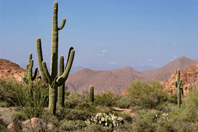 Wandtattoos: Desert