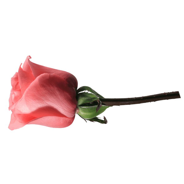 Wandtattoos: Rose