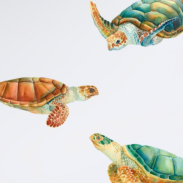 Wandtattoos: Schildkrötenfamilie
