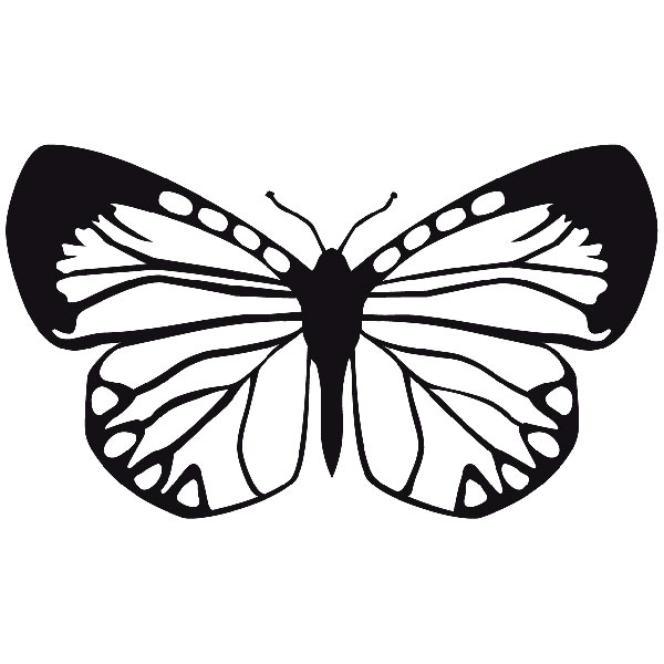Wandtattoos: Schmetterling Eroessa Chiliensis