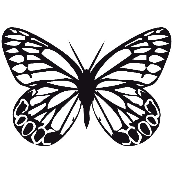 Wandtattoos: Schmetterling Tachochila Männlich