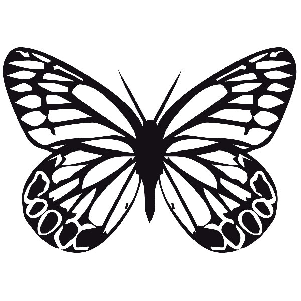 Wandtattoos: Schmetterling Tachochila Männlich