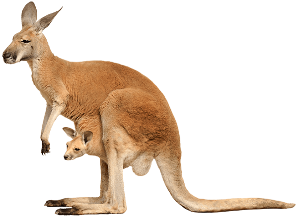 Wandtattoos: Känguru