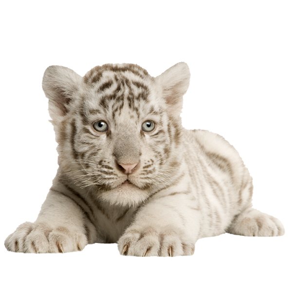 Wandtattoos: Weißer Tiger Cub