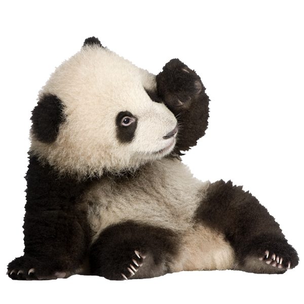 Wandtattoos: Zucht-Panda-Bären