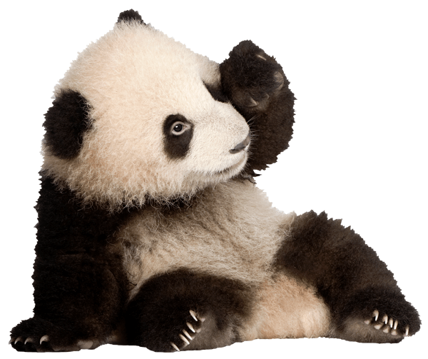 Wandtattoos: Zucht-Panda-Bären