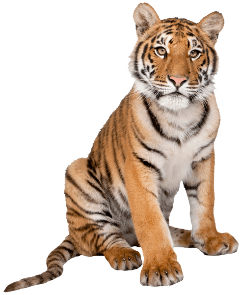 Wandtattoos: Junger sibirischer Tiger