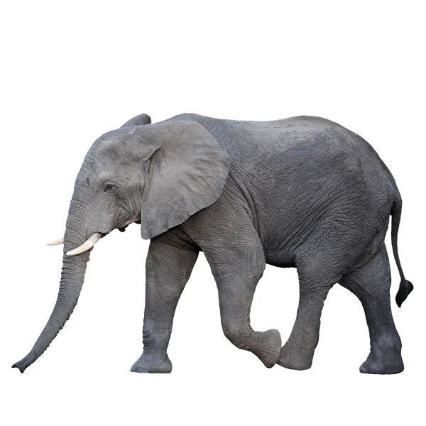 Wandtattoos: Elefanten gehen