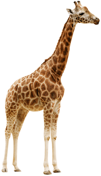 Wandtattoos: Giraffe Ganzkörper