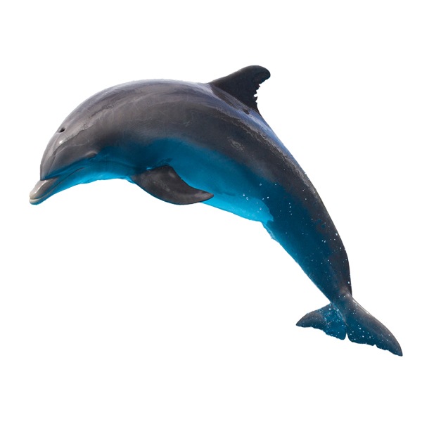 Wandtattoos: Delphin