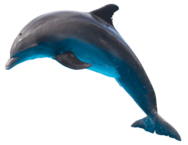 Wandtattoos: Delphin