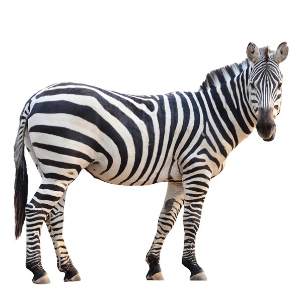 Wandtattoos: Zebra wachsam