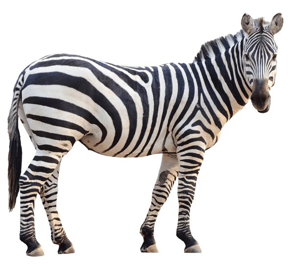 Wandtattoos: Zebra wachsam