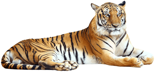 Wandtattoos: Entspannter Tiger