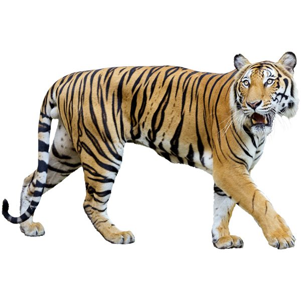 Wandtattoos: Tiger Stalking
