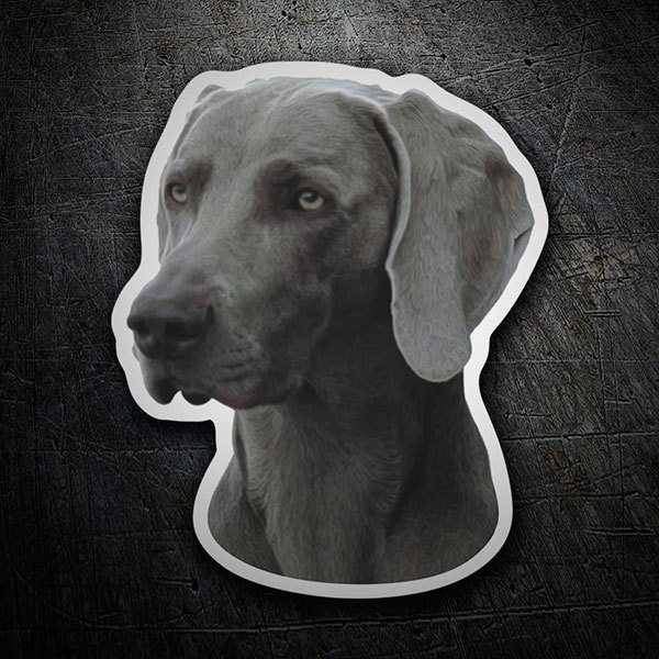 Aufkleber: Weimaraner