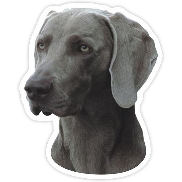 Aufkleber: Weimaraner