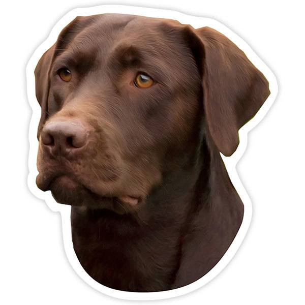 Aufkleber: Schokoladen-Labrador