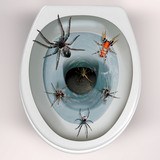Wandtattoos: Spinnen kommen aus der Toilettenschüssel  4