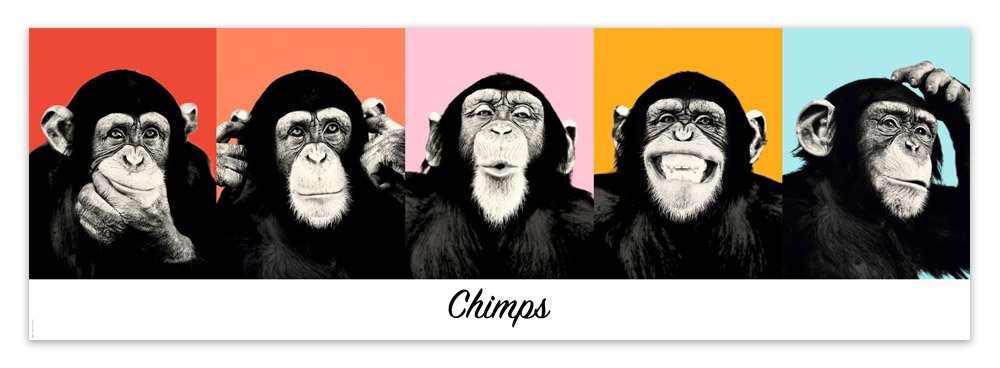 Wandtattoos: klebendes Poster von 5 Chimpanzees