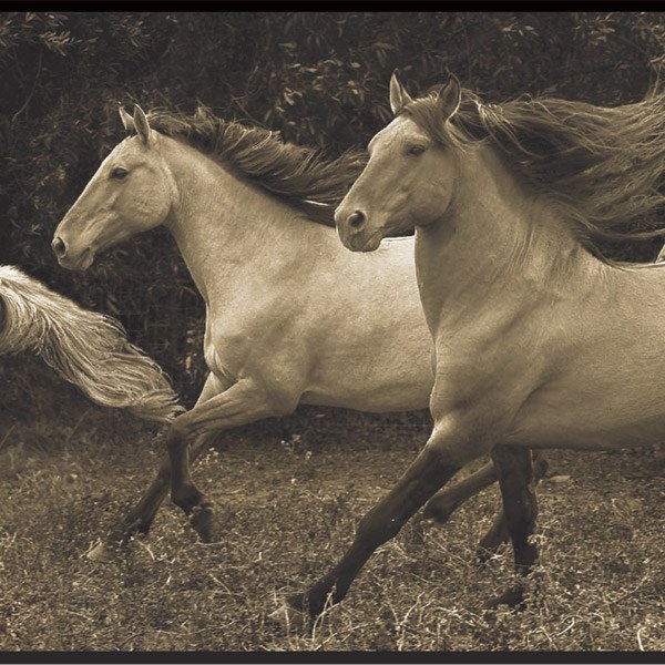 Wandtattoos: Laufende Pferde