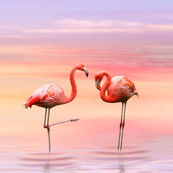 Wandtattoos: Flamingos bei Sonnenuntergang