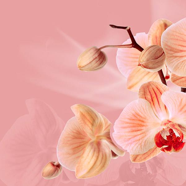 Wandtattoos: Rosa Orchideen