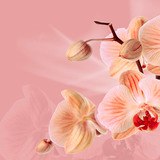 Wandtattoos: Rosa Orchideen 3