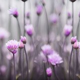 Wandtattoos: Violette Blumen 3