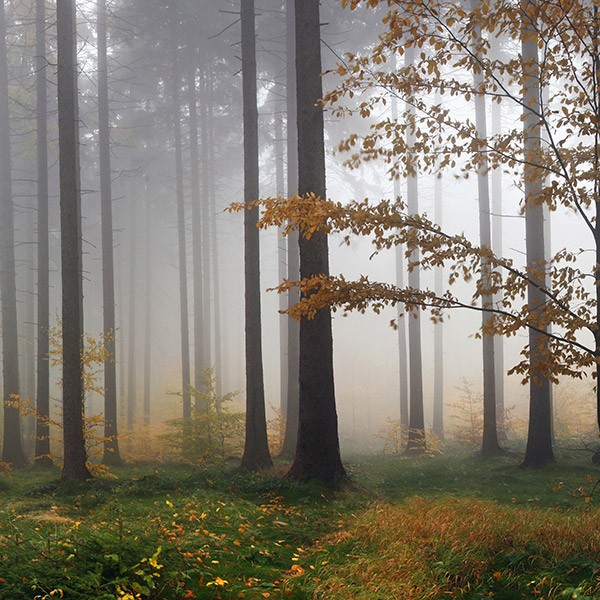 Wandtattoos: Nebel im Wald