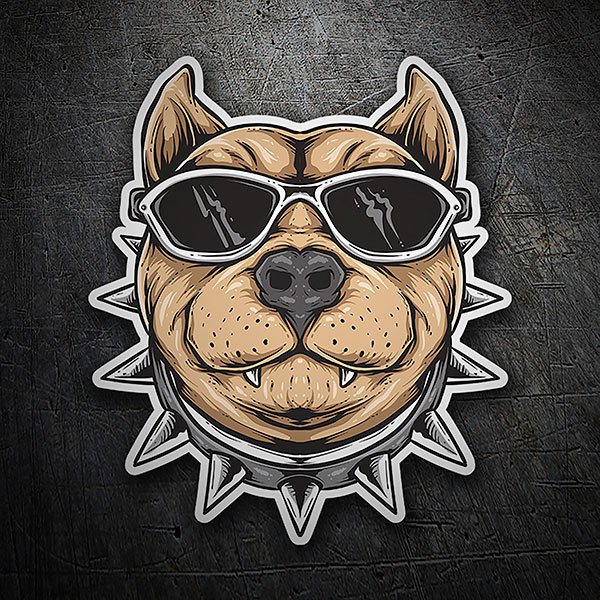 Cooler Pitbull mit Sonnenbrille 0