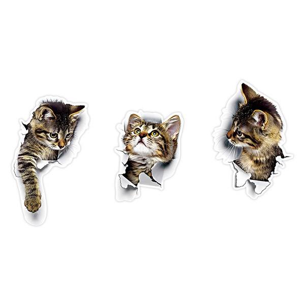 Wandtattoos: 3 freche Katzen