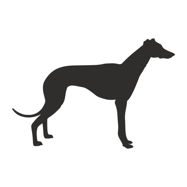 Wandtattoos: Spanischer Windhund