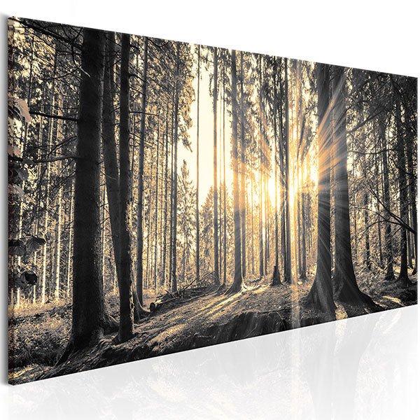 Andere produkte: Die Sonne im Wald