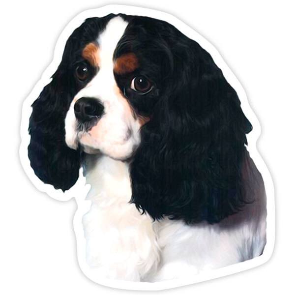 Aufkleber: Cavalier King Charles Spaniel