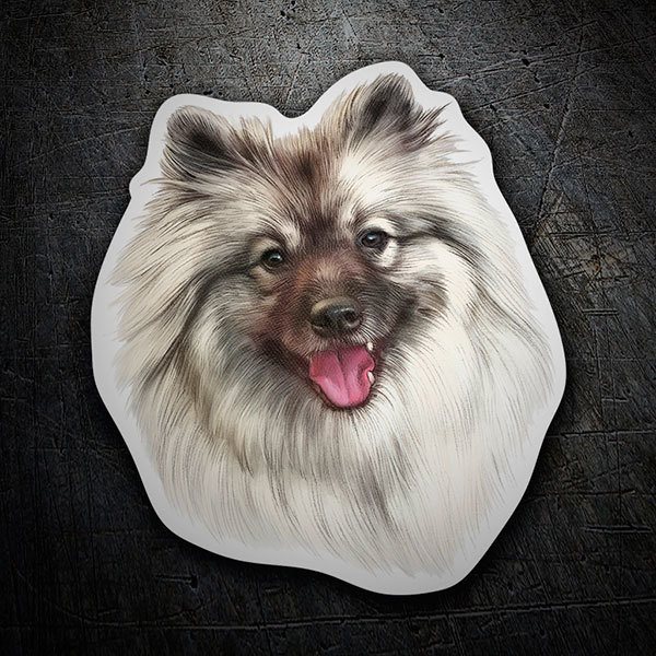 Aufkleber: Zwergspitz (Pomeranian)