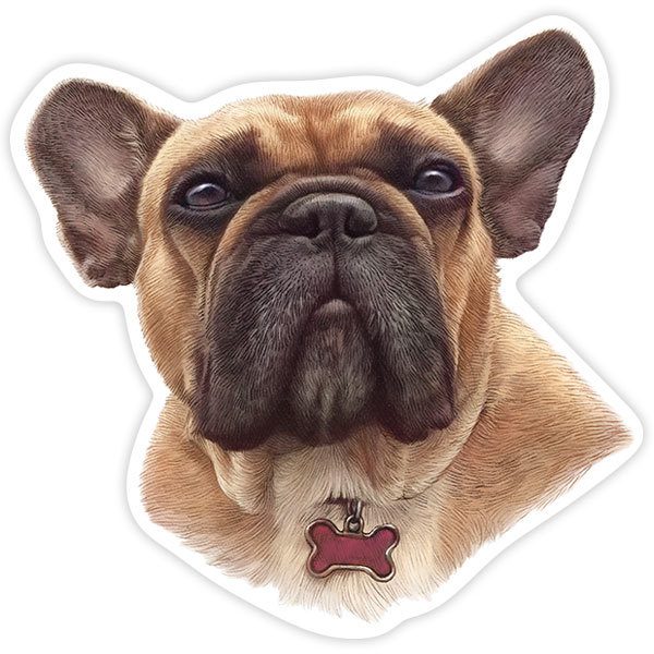 Aufkleber: Braune Französische Bulldogge