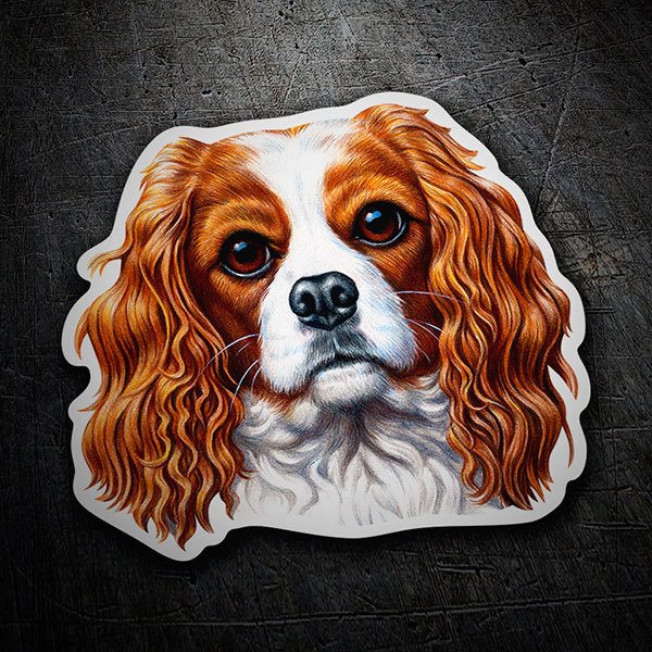Aufkleber: Cavalier King Charles Spaniel