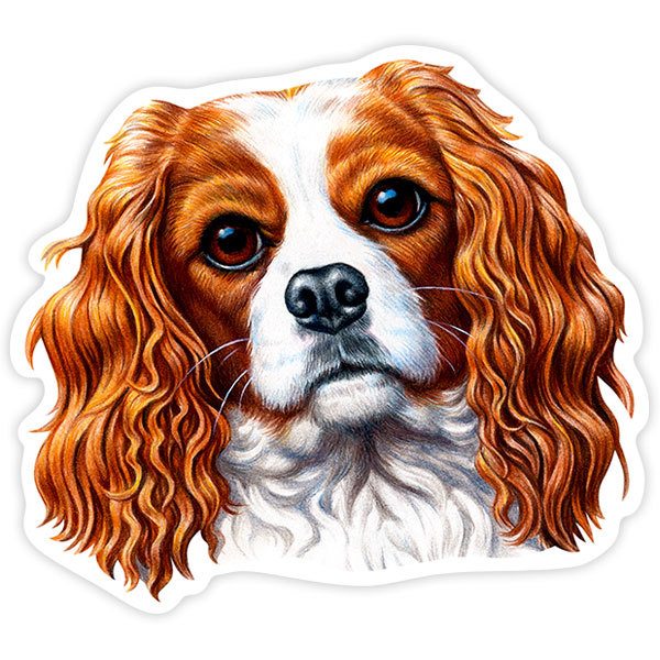 Aufkleber: Cavalier King Charles Spaniel