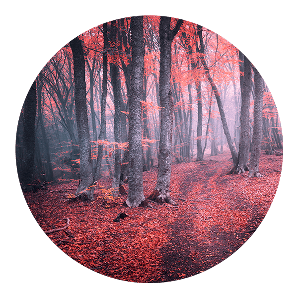 Wandtattoos: Roter Wald